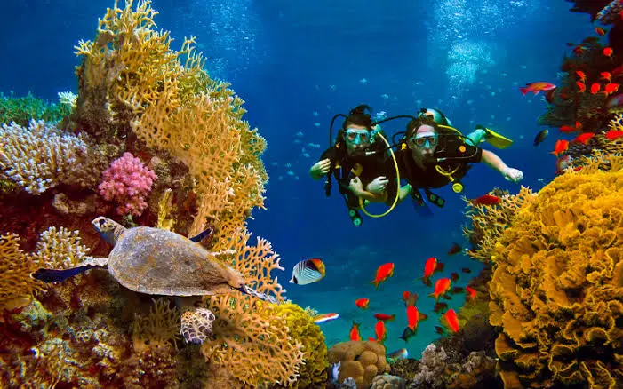 Snorkeling in the Red Sea
